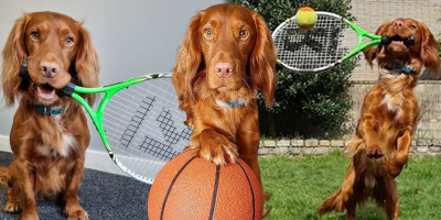 Chú chó chơi tennis cực xuất sắc khiến netizen ngả mũ thán phục