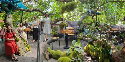 Sau 2 năm, quán cafe có cây mít mọc "ngang ngược" vẫn lúc lỉu quả