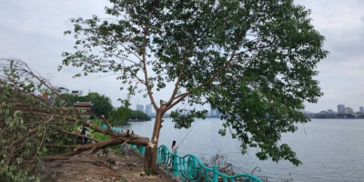 Clip người đốn ngã cây cô đơn nổi tiếng Hà Nội: Công an truy tìm
