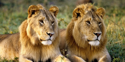 Ngày Quốc tế Sư tử là gì? Những điều chưa biết về World Lion Day