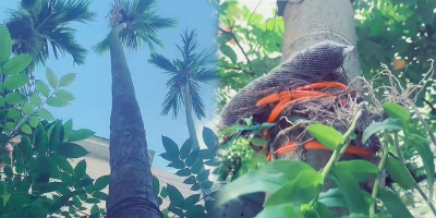 Xôn xao "cây cau có trầm" cao nghìn mét bán 17 tỷ: Thân mọc lan
