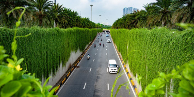 Con đường cây cúc tần Ấn Độ đẹp như tranh giữa lòng Thủ đô