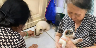 Từng cấm nuôi chó nhưng bà mẹ vội "quay xe" khi thấy thú cưng của con