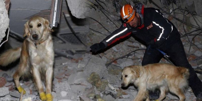 Chú chó cứu hộ bị thương ở chân vẫn nỗ lực đào bới tìm kiếm nạn nhân