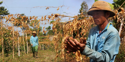 Người nông dân ứa nước mắt khi chanh dây gần thu hoạch bị cắt gốc