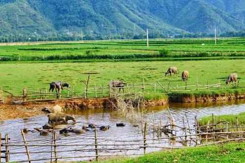Quê hương Quảng Nam: Quảng Nam - miền đất sống động với nhiều cảnh đẹp thiên nhiên, văn hóa, lịch sử vô cùng độc đáo. Hãy thưởng thức những hình ảnh tuyệt vời về quê hương Quảng Nam của chúng tôi.