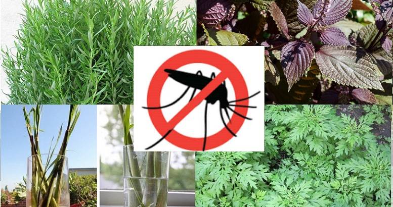 6 cách đuổi muỗi lâu dài bằng các loại cây dễ trồng