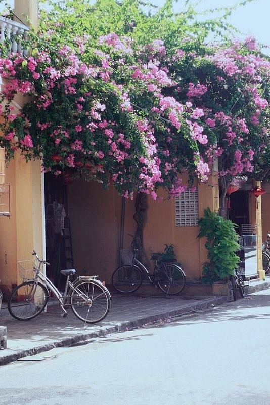 
Ở nhiều phố cổ ở Việt Nam, loại hoa này hầu như xuất hiện ở mỗi căn nhà, tạo nên nét đẹp nhẹ nhàng pha chút cổ điển