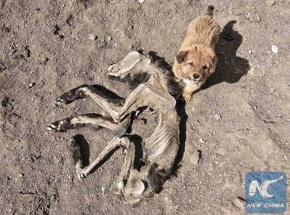 Nhói lòng cảnh chú chó nhỏ buồn bã nằm cạnh bộ xác khô của mẹ: 