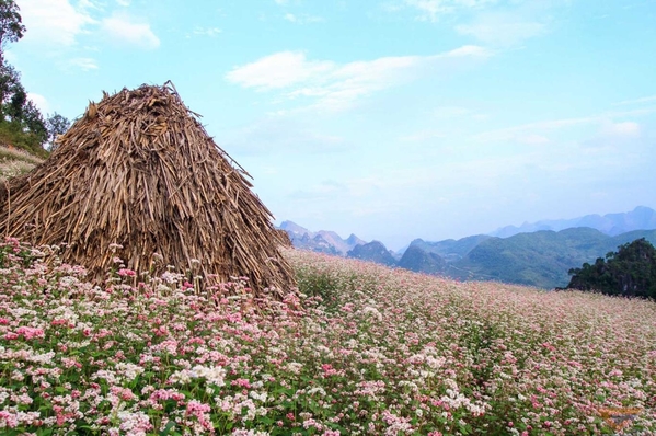 Hà Giang, Sapa, Mộc Châu là những địa điểm du lịch đẹp nhất mùa thu Việt Nam