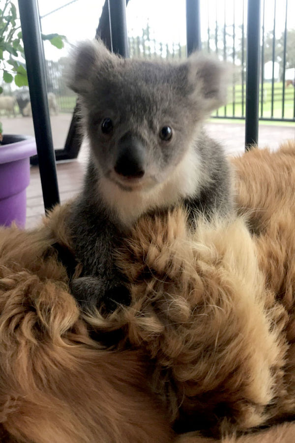  
Chú gấu Koala và ân nhân của mình.