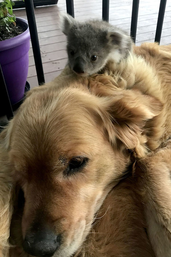  
Gấu Koala nép mình vào bộ lông của Asha.