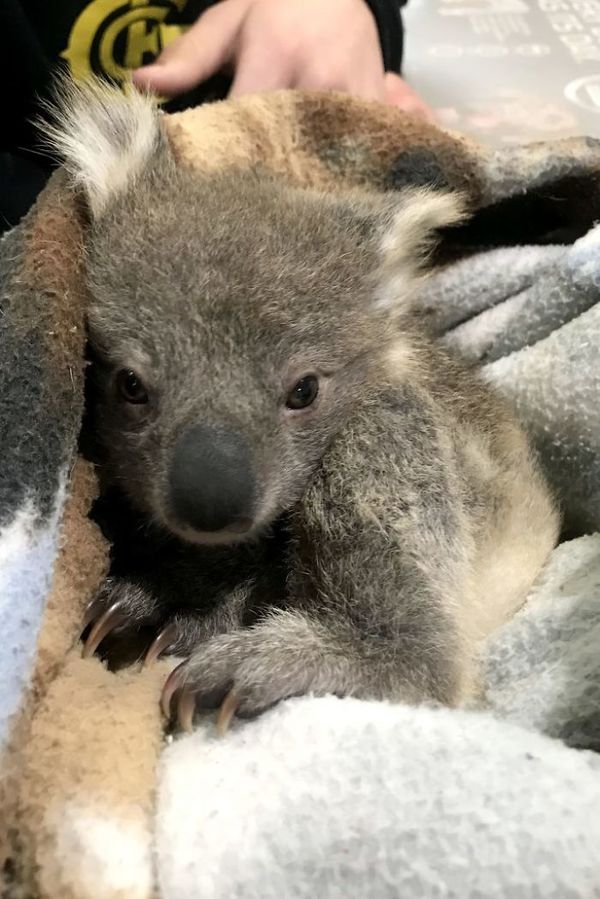 
Chú gấu Koala con đã được sưởi ấm bằng chăn.