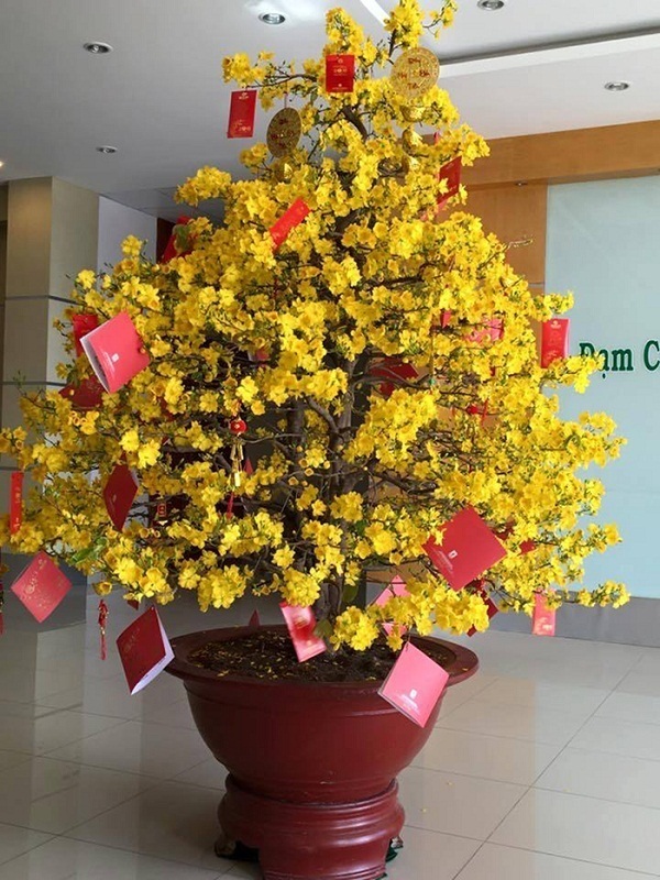  
Cây mai vàng nở hoa rực rỡ được đặt trong nhà để trang trí dịp Tết Nguyên Đán (Ảnh minh họa: Gia đình)