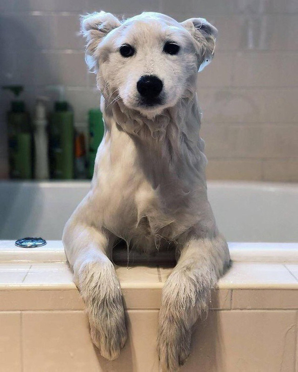  
Chỉ đơn giản là một chú chó đang tắm thôi, không có bất kỳ một chú gấu bắc cực nào hết! (Nguồn ảnh: Catdumb​)
