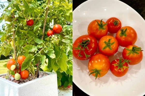  
Cà chua là một loại quả ưa chuộng và Trịnh Kim Chi háo hức khoe thành quả mình trồng trên trang cá nhân. (Ảnh: FBNV) - Tin sao Viet - Tin tuc sao Viet - Scandal sao Viet - Tin tuc cua Sao - Tin cua Sao