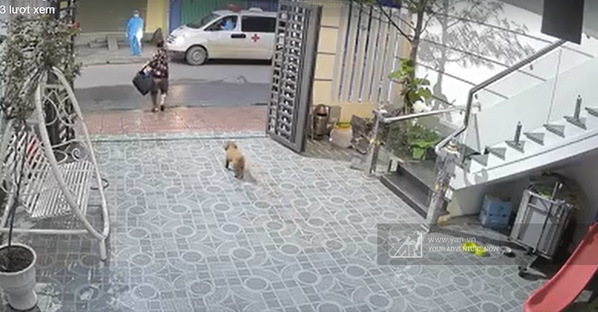  
Chủ mang đồ đi cách ly, chú chó quấn quýt chạy theo ra tới cổng. (Ảnh: Chụp màn hình)