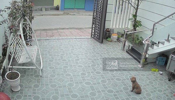  
Ngày nào cũng như ngày nào, chú chó đều đứng trước cửa và nhìn ra đường để chờ chủ. 