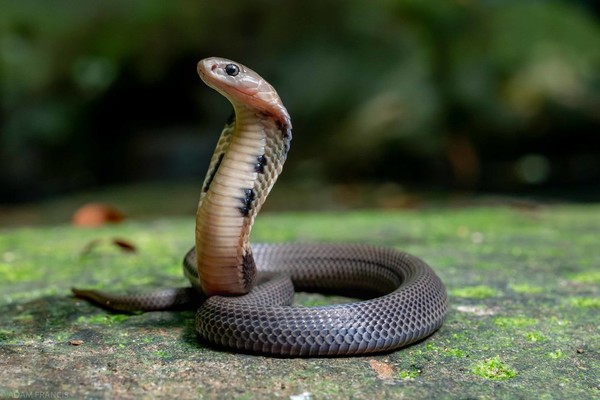 Loài rắn tại Trung Quốc có thể là nguồn phát tán virus corona mới