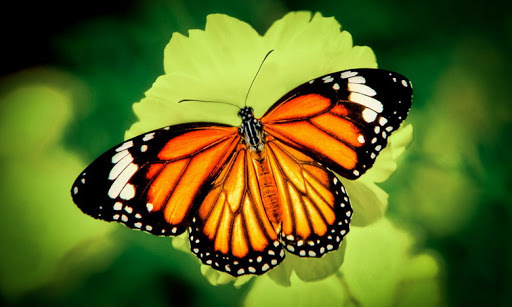 Tại sao loài bướm lại phải chui ra từ kén? | Tạp chí Quê Hương ...