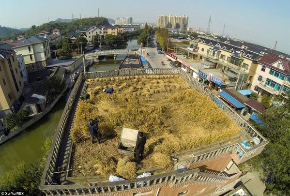 Impressive: Chinese farmer Peng Qiugen has transformed the roof of his four-storey house in Shaoxing in east China's Zhejiang province into a fertile farmland