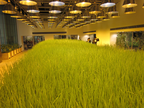 Độc đáo: trồng lúa trên sân thượng bê tông và văn phòng làm việc