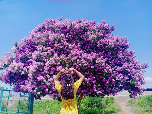Cây bằng lăng cô đơn ở Bình Thuận nở hoa tím rợp trời, chụp góc nào cũng đẹp khiến ai nấy mê mẩn 4