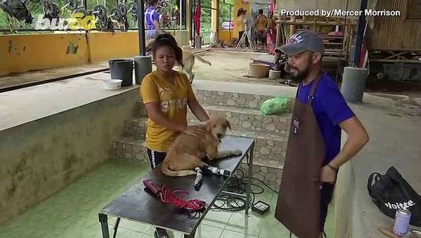Thai stray dogs get free haircuts as lockdown - One News Page VIDEO