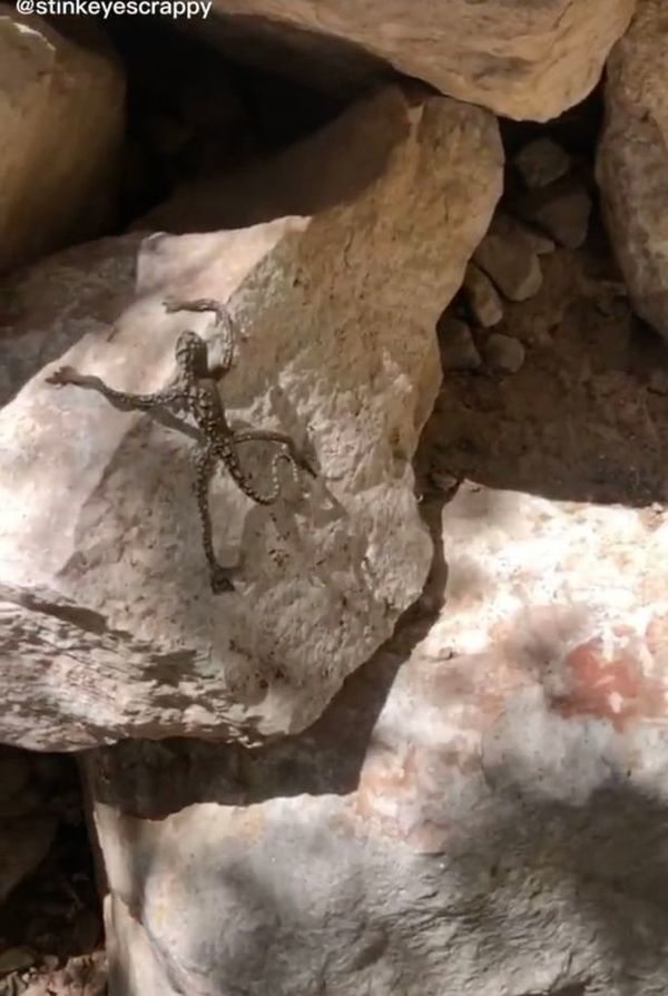 The creature clings onto a rock by its two long arms