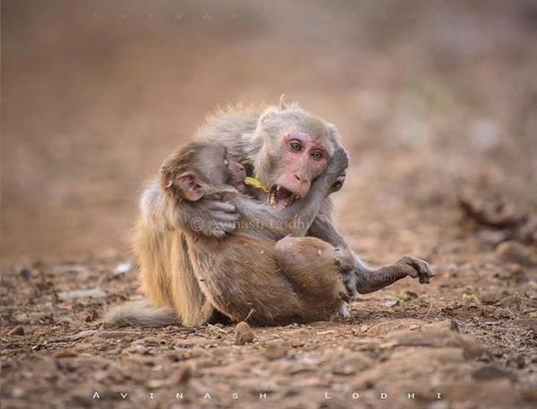 Sự thật phía sau bức ảnh khỉ mẹ ôm xác con gào thét khiến ai nấy rơi lệ - 2