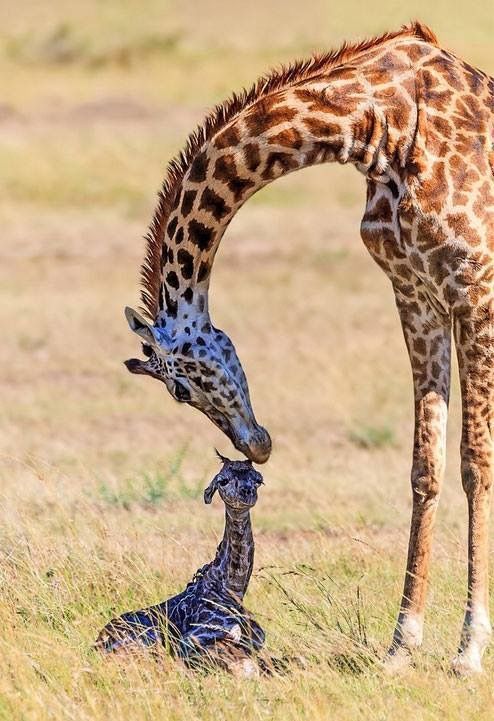 Newborn giraffe | Animals wild, Giraffe, Baby giraffe