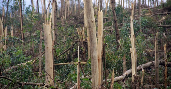 Cận cảnh những cánh rừng nguyên liệu bị bão số 10 phá nát | Báo Dân trí