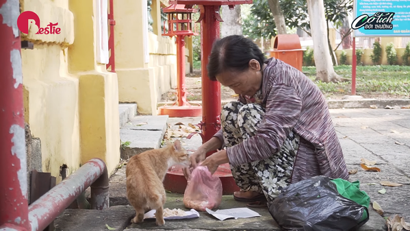  
Bà Ba mèo nuôi hàng trăm con mèo hoang khiến người Sài thành cảm phục - Ảnh cắt từ clip