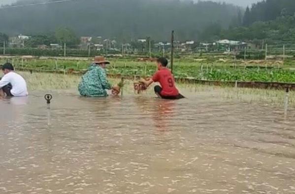 
Việc trồng trọt của người dân Lý Sơn bị ảnh hưởng do mưa bão (Ảnh: VTC)