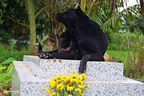 Chú chó trung thành nằm canh mộ chủ nhân suốt 3 năm ở Long An