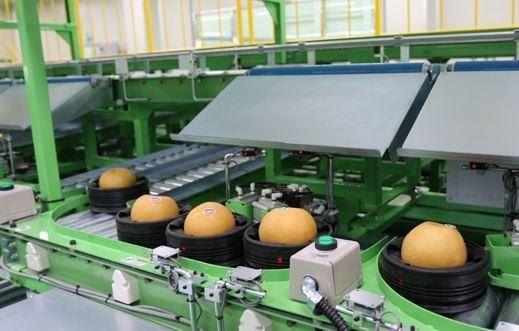 Ảnh: Những trái lê Evergood trải qua quy trình nghiêm ngặt từ trồng trọt tới thu hoạch và bảo quản trước khi được xuất khẩu sang Việt Nam.
