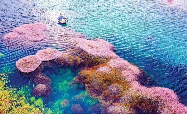 
Những cụm tảo rực rỡ vô cùng bắt mắt. (Ảnh: Báo Lâm Đồng)