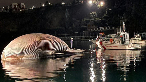  
Cá voi vây lưng có kích thước rất lớn, chỉ nhỏ hơn cá voi xanh (Nguồn: Twitter)