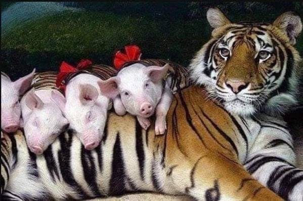 Trầm cảm vì mất hết con sau sinh, hổ mẹ nhận nuôi một đàn lợn con để xoa dịu nỗi đau