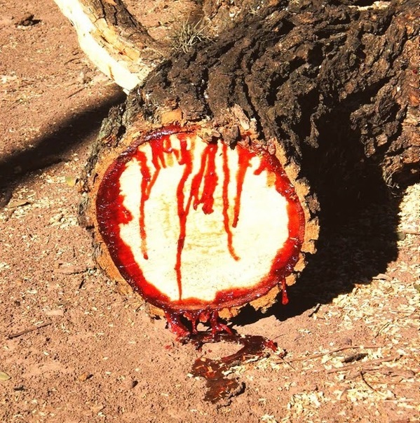  
Nhựa của cây có màu đỏ như máu. (Ảnh: Amusing Planet)