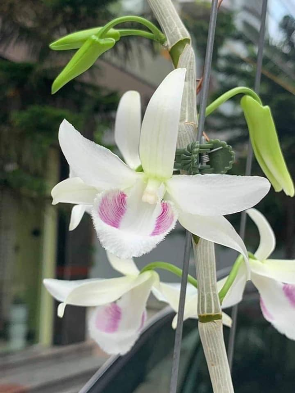  
Có thể nói, lan đột biến trong vườn Bát Giới Orchids là “báu vật” mà bất cứ tay chơi lan sành sỏi nào cũng khao khát có được