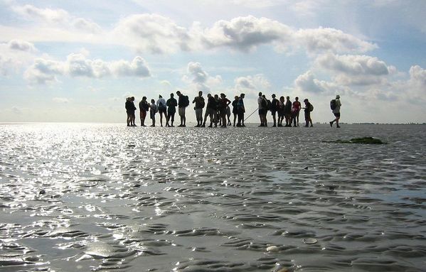  
Trải nghiệm đi bộ trên bùn lúc thủy triều rút là một điều thú vị ở biển Wadden. (Ảnh: Pinterest)