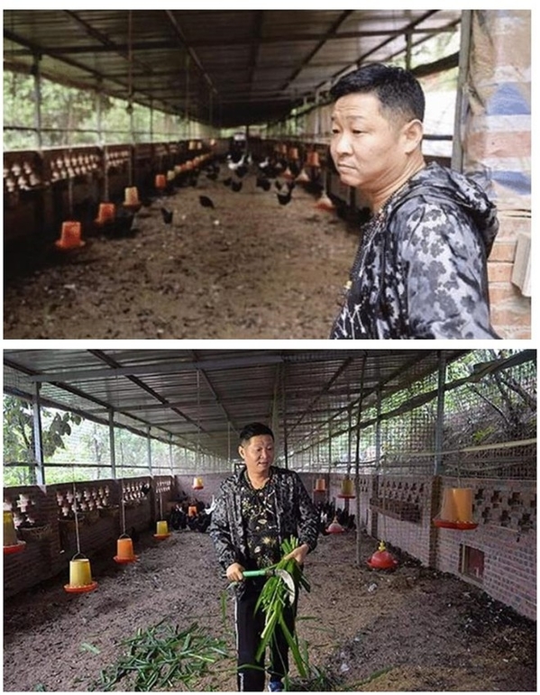  
Trang trại gà mang lại thành công lớn cho nam diễn viên gạo cội một thời. (Ảnh: Baidu)
