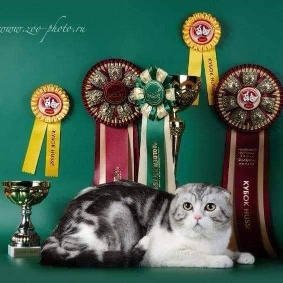  
Leo từng nhận một số giải thưởng mèo khỏe mèo đẹp ở Nga. (Ảnh: Zing News)