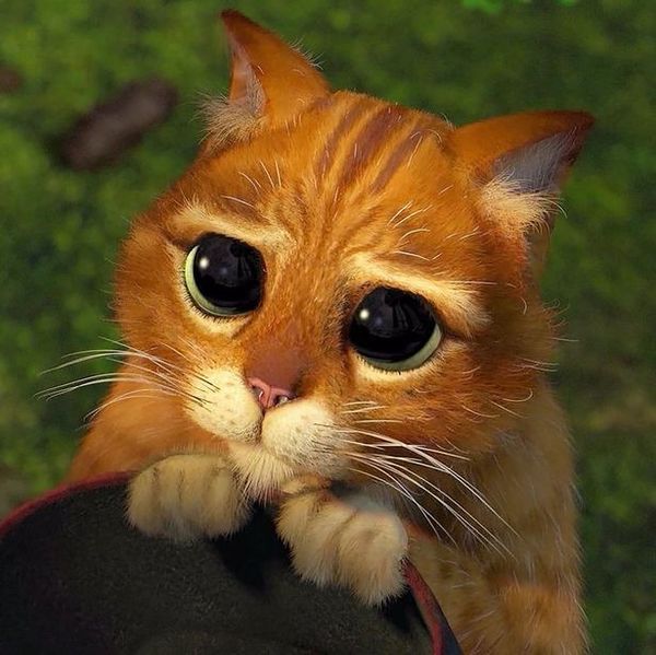  
Biểu cảm gắn liền với mèo Đi Hia, xuất hiện tại nhiều phân cảnh trong phim hoạt hình. (Ảnh: The Mirror) 