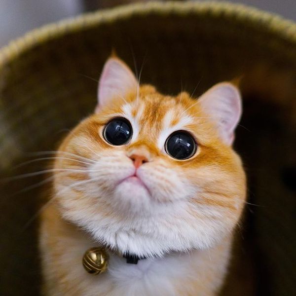  
Dân tình đã tìm ra bản copy hoàn hảo lại gương mặt của mèo Đi Hia ngoài đời thực. (Ảnh: @pisco_cat)