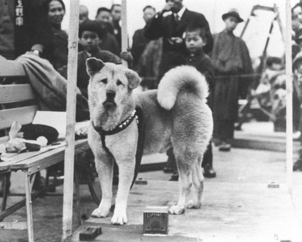        
Chân dung chú chó nổi tiếng Hachiko năm 1924. (Ảnh: Pinterest)