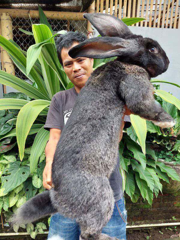 SY Fraternal Encounter: World's Largest Two-Meter Mutant Rabbit ...