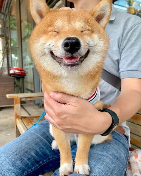 Nhìn sự hài hước trên khuôn mặt chú chó Shiba Ryuji khiến bạn không thể nhịn được cười. Đôi tai thỏ và nụ cười ngọt ngào giúp chú cún Ryuji trông rất đáng yêu trong bức ảnh này. Mỗi ngày đều cần ít nhất một lần cười để giải trí và bức ảnh này sẽ giúp bạn làm được điều đó.