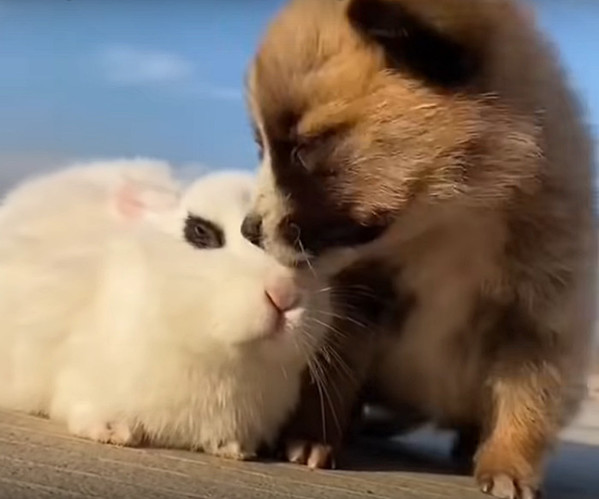 Tình bạn thỏ và chó con được tưởng tượng và thể hiện đầy sáng tạo và dễ thương trong bức ảnh này. Hãy xem và cảm nhận tình cảm giữa hai động vật này.